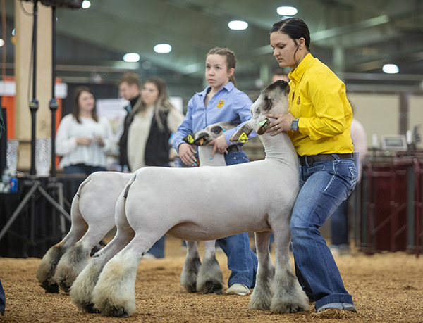Third Commercial Ewe Division 3 OYE