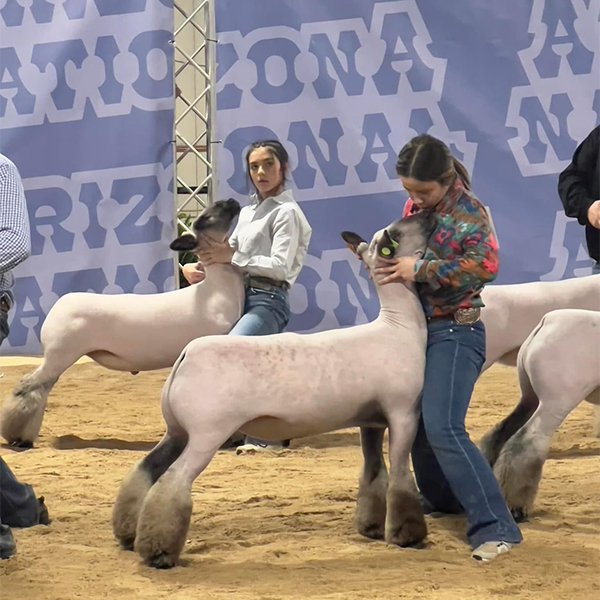 Class Winner and 4th in Division Arizona National Market Lamb